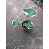 ราคา ต้นถุงเงินถุงทอง ใบด่าง กระถาง6นิ้ว ไม้มงคล เพิ่มโชคลาภ (3070182012)