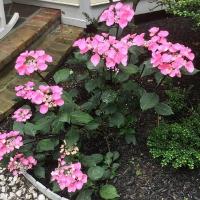 ราคา 20 เมล็ด เมล็ดไฮเดรนเยีย Hydrangea Seeds ดอกไม้ที่สื่อถึงความเข้าใจ ความซื่อสัตย์ สายพันธุ์ Star (41772864766)