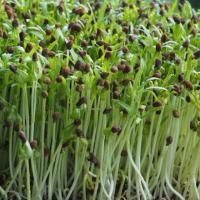 ราคา เมล็ดผักบุ้งเพาะงอก 1ขีด เมล็ดผักบุ้ เมล็ดผักบุ้งเพาะต้นอ่อน เมล็ดผักบุ้ง เมล็ดต้นอ่อนผักบุ้ง เมล็ดพันธุ์ ผักบุ้งงอก (5051181829)