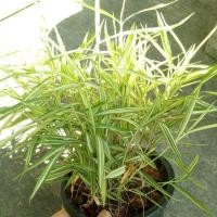 ราคา ต้นไผ่เงิน หญ้าไผ่เงิน (หญ้าไผ่แมว) กระถาง 6นิ้ว (1780203055)