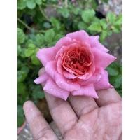 ราคา กุหลาบเลื้อย คริสโตเฟอร์มาโลว์ สีดอกสวยมีกลิ่นหอม (3851278307)