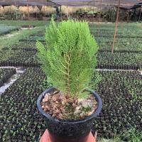 ราคา สนแผงหอม สูงประมาน 40-50 ซม.กระถาง 11 นิ้ว ใบถี่สวยย (5375669902)