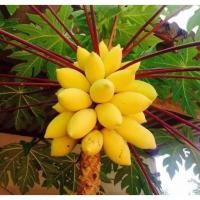 ราคา อินทรีย์็ด ใหม่็ด ใหม่มะละกอเหลืองกระบี่ บรรจุ 15 ใหม่็ด ของแท้ คุณภาพดี ราคาใหม่ ใหม่ คละ (18275540370)