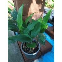 ราคา ว่านมหาเสน่ห์ตัวผู้​ ว่านไม้มงคล​ ว่านดอกทอง​ ว่านรากราคะ​ กระถาง​ 6 นิ้ว (2178612880)