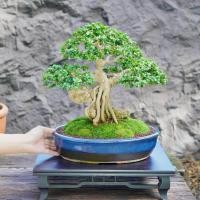 ราคา ♥︎ | บอนไซ เพรมน่าไต้หวันเกาะหิน ⋆˚ ˚⋆ ((พร้อมส่ง✅)) มีวิธีการดูแล+ปุ๋ยแถมไปให้ค่ะ (26384571833)