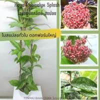 ราคา Hoya Pubicalyx splash ต้นโฮย่าใบสแปลช ดอกสีแดงฟอร์มใหญ่ ต้นไม้แขวนประดับ ไม้ดอกหอม (18305161205)