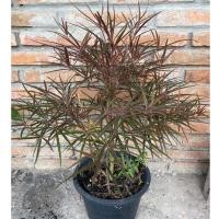 ราคา ต้นหูกระจงแดง/ต้นแผ่บารมีแดง（60-80 cm กระถาง10'') (5585746309)