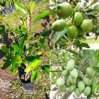 ราคา ต้นมะกอกน้ำ หรือต้นหมากแซว (กิ่งตอน)สูง60-80ซม. มีรสเปรี้ยวอมฝาดเล็กน้อย นำมาแช่อิ่มดองเกลืออร่อยมาก (42655409724)