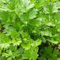 ราคา 150 เมล็ด หอมแย้ ผักหอม ผักนอมห้อย ผักหอมป้อม ผักหอมผอม ยำแย้ หอมป้อม เมล็ดผัก ปลอดสาร Chinese Parsley Seeds (43272755404)