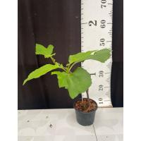 ราคา มะเดื่อฝรั่ง Fig พันธุ์ Australia (23226734923)