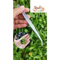 ราคา คีมแยกต้นอ่อนกระท่อม (15804549212)