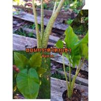 ราคา บอนพญางูจงอางป่า(พญางูจงอาง) (4293514598)