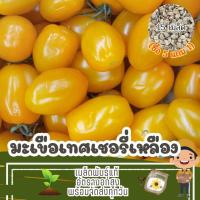 ราคา เมล็ด มะเขือเทศเชอรี่ สีเหลือง แบ่งขาย (ซื้อ 5 แถม 1) (28207791956)