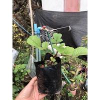 ราคา หนามไข่กุ้ง ต้นกล้าขนาด20-50ซม (18470953480)