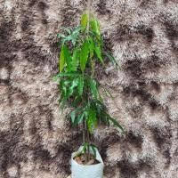 ราคา ต้นอโศกอินเดีย ไม้ยืนต้นสูง สูง 70-80 cm. (3638995992)