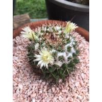 ราคา แมม หนามพิกุล ดอกสีครีม ตัดขอบแดง (5845768313)