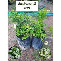 ราคา ต้นแก้วพวงมณีแคระ แก้วพวงมณีแคระ (43102120707)