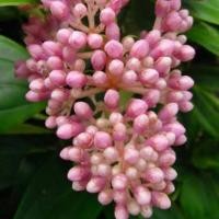 ราคา ต้นไข่มุกอันดามัน (ปักชำสูง 40-50 ซม.) ไม้ดอกประดับทรงพุ่ม ดอกตูมคล้ายเม็ดไข่มุก มีสีสันสวยงาม (18190126108)