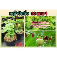 ราคา ต้นผักหวานบ้าน ผักพื้นบ้าน ปลอดสาร สลัด ต้นกล้า เมล็ดพันธุ์ กิ่งชำ ผักหวานป่า ตำลึง สมุนไพรไทย ดิน ปุ๋ย ลำต้น ต้นไม้ปลอม (25535036555)