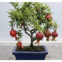 ราคา ต้นทับทิมแคระ ทับทิมจิ๋ว ไม้มงคล ปลูกใส่กระถางหน้าบ้าน หน้าร้าน ออกลูกตลอดทั้งปี ดอกสวยสีส้มแดง (25010577878)