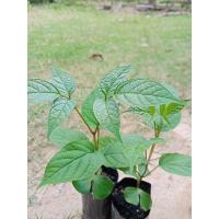 ราคา ต้นเพกาหารือลิ้นฟ้า#พันธุ์ต้นเตี้ย ซื้อ 5 ต้นแถม 1 ต้น แบบเพาะเม็ด (6535056833)