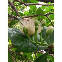 ราคา ต้นจิกทะเลความสูงประมาณ30-40ซม (27612693073)