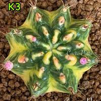 ราคา ❤️❤️มีส่งด่วน❤️❤️ยิมโน โคลน K3/Cactus /Gymno/Gymnocalycium/แคคตัส/ยิมโนด่าง/ไม้ชำหน่อ​ (43714970657)