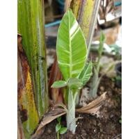 ราคา กล้วยตานี ด่างสวยมาก ขุดสด (9063359543)