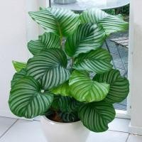 ราคา 20 เมล็ด/ชุด เมล็ดเผือกไม้ไผ่ ระเบียงสํานักงานตกแต่งสวนสวน ☘️ปลูกง่าย ขึ้นไว ดอกดกสวยเมล็ดพันธุ์แท้ น (10292672050)