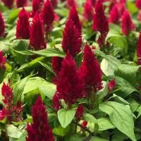 ราคา เมล็ดพันธุ์สร้อยไก่ ต้นเตี้ย คละสี (100 เมล็ด 50 บาท) (1498131909)