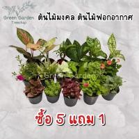 ราคา ต้นไม้มงคล#ต้นไม้จิ๋ว#ต้นไม้ในร่ม#ต้นไม้ตกแต่งภายในบ้าน (24819259884)