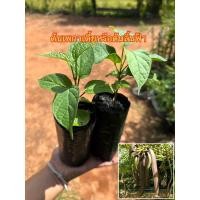 ราคา ต้นเพกาเตี้ยหรือต้นลิ้นฟ้าเตี้ย (24413452375)