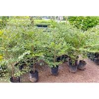 ราคา ต้นหูกระจง(แผ่บารมี)ฟอร์มสวย ถุงใหญ่ สูง100-120ซม. (29353481587)