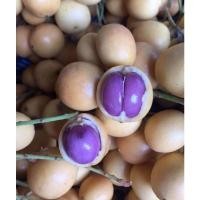 ราคา กิ่งทาบมะไฟข้าวเหนียว​ดำ​มะไฟ​ข้าว​ก่ำ​ขนาด60-70​เซ็น​250บาท (15236205299)