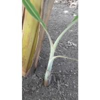 ราคา หน่อกล้วย หน่อกล้วยน้ำว้าพันธุ์มะลิอ่องแท้ จากสวน กทม.ขุดสด ตามออเดอร์ (11168609525)