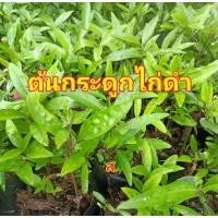 ราคา ต้นกระดูกไก่ดำสวนหทัยทิพย์ (22581773787)