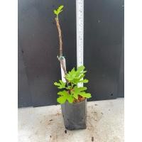 ราคา มะเดื่อฝรั่ง Fig พันธุ์ Zaffiro (28813808143)