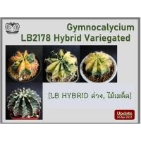 ราคา ยิมโน LB Hybrid ด่าง (Gymnocalycium LB2178 Hybrid Variegated) จัดส่งแบบเปลือยราก ถอดกระถาง (8422529276)
