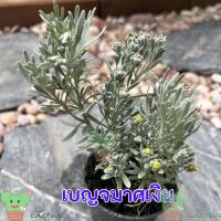 ราคา ต้นเบญจมาศเงิน ในกระถาง 3 นิ้ว ใบสีขาวเงิน ดอกสีเหลือง ไม้แดด ไม้ประดับ (25261548224)