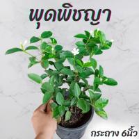 ราคา ต้นพุดพิชญา ไม้ทนแดดดอกขาว กระถาง6นิ้ว (23281544265)