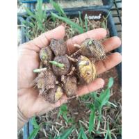 ราคา จูงนาง จูงนางสีชมพู1หัว.กล้วยไม้ดิน นำดอกหรือต้นแช่น้ำมันจันทร์ป้ายปากมือหน้า ช่วยสร้างเสน่ห์ ไม้มงคล หัวว่าน ว่าน (17113007466)