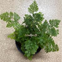 ราคา ต้นเฟิร์นนาคราช_ไม้ประดับ (7646516641)