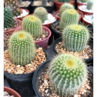 ราคา แคคตัส กระบองเพชรราคาถูก กระบองทอง( Eriocactus leninghausii) ซื้อ 5 ต้น แถมฟรี 1 ต้น (คละรายการได้) (8058211206)