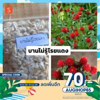 ราคา ⚡️ลด 70.- โค้ด AUGIHOP85⚡️เมล็ดพันธุ์ ดอกไม้ ดอกบานไม่รู้โรย สีแดง ☘️บานไม่รู้โรยสตอเบอร์รี่สีแดง❤️ 200 เมล็ด (10809586894)