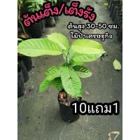 ราคา ต้นเต็ง ต้นเต็งรัง ต้นไม้จิก ไม้ป่าเศรษฐกิจ เฟอร์นิเจอร์ไม้ สวนป่า จัดสวน ปต่งบ้าน ไม้ยืนต้น ไม้แดด สมุนไพร ดิน ผัก (19636659736)