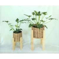 ราคา ต้นซานาดู ฟิโลเดนดรอน ไม้ฟอกอากาศ (3589125472)