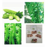 ราคา เมล็ดพันธุ์ มะระจีน 5 เมล็ด (11015108322)