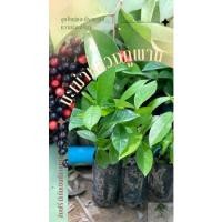 ราคา ต้นกล้ามะเม่าหลวงภูพาน (20836861356)