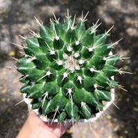 ราคา แมมหนามทุเรียน ไซส์ใหญ่ทรงสวย กระถาง4นิ้ว (ส่งทั้งกระถาง) (42501416511)