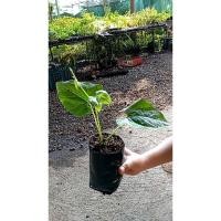 ราคา ต้นพันธุ์ ถั่วครก หรือ ถั่วขอ ถุงดำพร้อมปลูก 39 บาท หัวครก ถั่วมะขาม Velvet Bean ปลูกง่าย เลื้อยไกล อายุยืน ติดผลดก (28722378185)